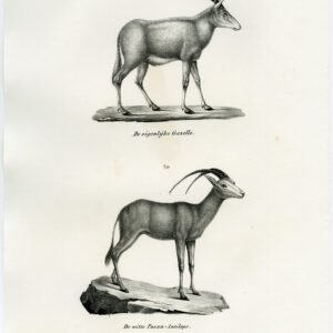 Antieke prent-GAZELLE-PASAN ANTELOPE-PL. 153-Schinz-Brodtmann-1845