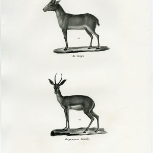 Antieke prent-GAZELLE-SAIGA ANTELOPE-PL. 147-Schinz-Brodtmann-1845
