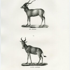 Antieke prent-ADDAX-BUBAL HARTEBEEST-ANTELOPE-PL. 150-Schinz-Brodtmann-1845