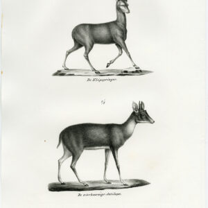 Antieke prent-KLIPSPRINGER-VIER GEHOORNDE ANTELOP-PL. 149-Schinz-Brodtmann-1845