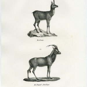 Antieke prent-MEM-GRAZING ANTELOP-PL. 154-Schinz-Brodtmann-1845