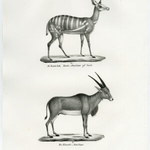 Antieke prent-BONTEBOK-COMMON ELAND-ANTELOPE-PL. 151-Schinz-Brodtmann-1845