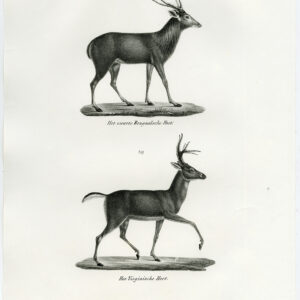 Antieke prent-WITTE STAART HERTEN-PL. 145-Schinz-Brodtmann-1845