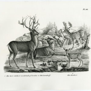 Antieke prent-RED DEER-FALLOW-PL. 143-Schinz-Brodtmann-1845