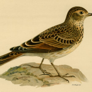 Alauda Arvensis Eurasian Skylark Von Wright 1917