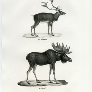 Antieke prent-RENDIER-ELK-MOOSE-PL. 142-Schinz-Brodtmann-1845