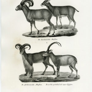 Antieke prent-EUROPESE MOUFLON-BARBARY SCHAPEN-PL. 158-Schinz-Brodtmann-1845