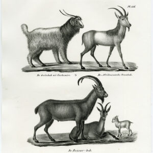 Antieke prent-CASHMERE-WILD GOAT-NUBIAN IBEX-PL. 156-Schinz-Brodtmann-1845