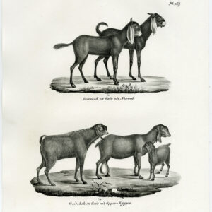 Antieke prent-NEPALESE GEIT-EGYPTISCH-PL. 157-Schinz-Brodtmann-1845