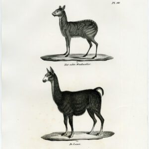 Antieke prent-MUSK DEER-LLAMA-PL. 141-Schinz-Brodtmann-1845