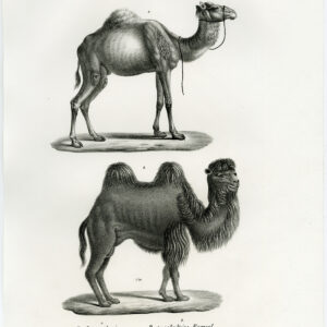 Antieke prent-DROMEDARY-CAMEL-PL. 140-Schinz-Brodtmann-1845