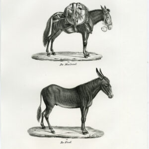 Antieke prent-MULE-DONKEY-PL. 137-Schinz-Brodtmann-1845