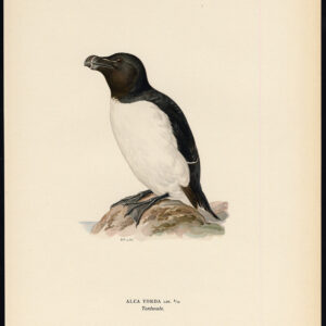 Alca Torda Razorbill Von Wright 1917