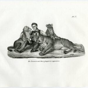 Antieke prent-LEEUWIN-CUBS-ZOO KEEPER-PL. 77-Schinz-Brodtmann-1845
