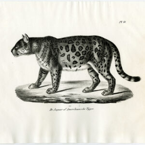 Antieke prent-JAGUAR-PANTHERA ONCA-PL. 81-Schinz-Brodtmann-1845