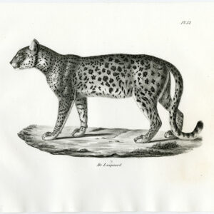 Antieke prent-AFRIKAANSE LUIPAARD-PL. 82-Schinz-Brodtmann-1845
