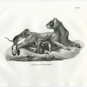 Antieke prent-LIONESS-CUBS-PL. 76-Schinz-Brodtmann-1845