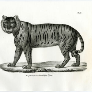 Antieke prent-BENGALSE TIJGER-MALE-PL. 78-Schinz-Brodtmann-1845