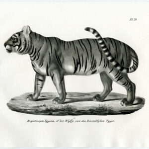 Antieke prent-BENGALSE TIJGER-VROUW-PL. 79-Schinz-Brodtmann-1845