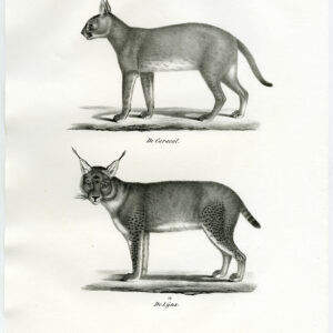 Antieke prent-CARACAL-LYNX-PL. 85-Schinz-Brodtmann-1845