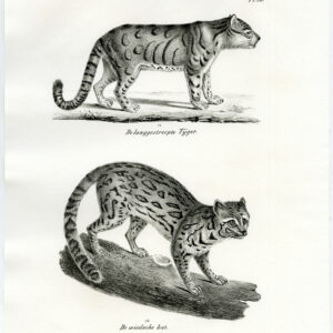 Antieke prent-TIGER-OCELOT-CAT-PL. 80-Schinz-Brodtmann-1845