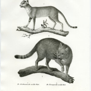 Antieke prent-AFRIKAANSE WILDE KAT-EUROPES-PL. 86-Schinz-Brodtmann-1845