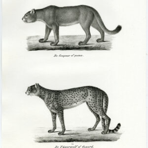 Antieke prent-CHEETAH-PUMA-COUGAR-BERGLEEUW-PL. 83-Schinz-Brodtmann-1845