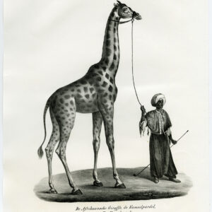 Antieke prent-GIRAFFE-PL. 146-Schinz-Brodtmann-1845