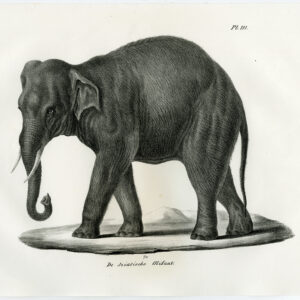 Antieke prent-INDISCHE OLIFANT-AZIATISCHE-PL. 111-Schinz-Brodtmann-1845
