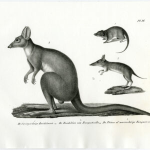 Antieke prent-BARRED BANDICOOT-RAT KANGAROO-PL. 91-Schinz-Brodtmann-1845
