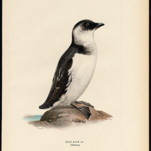 Alle Alle Little Auk Von Wright 1917