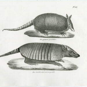 Antieke prent-ZES BANDED gordeldier-COMMON-PL. 107-Schinz-Brodtmann-1845