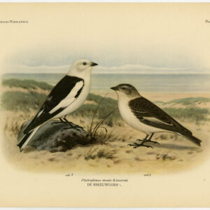 Sneeuwgors Plectrophenax Nivalis Plaat 399 Van Oort 1922