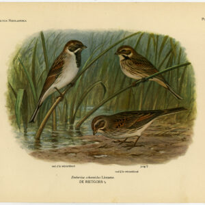 Gemeenschappelijke Reedsor Emberiza Schoeniclus Plaat 397 Van Oort 1922