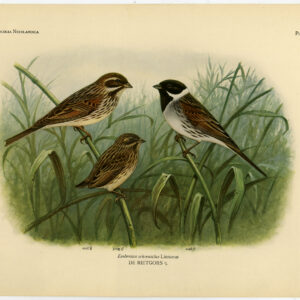 Gemeenschappelijke Reedsor Emberiza Schoeniclus Plaat 396 Van Oort 1922