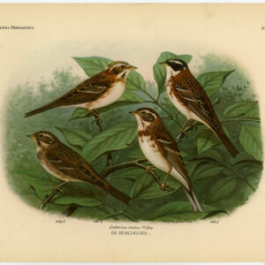 Rustieke Gor Emberiza Rustica Plaat 393 Van Oort 1922