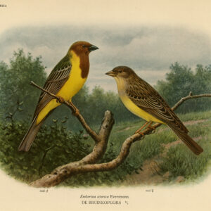 Rood Headed Gors Emberiza Bruniceps Plaat 388a Van Oort 1922