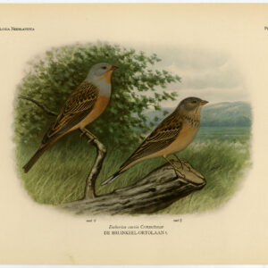 Cretzschmar'S Gorst Emberiza Caesia Plaat 392 Van Oort 1922