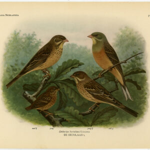 Ortolan Gorsen Emberiza Hortulana Plaat 391 Van Oort 1922