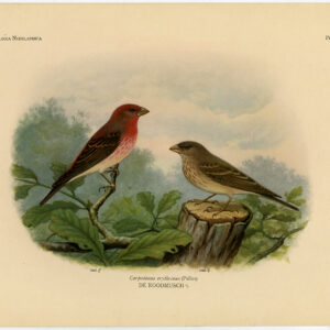 Gewone Rosefinch Carpodacus Erythrinus Plaat 384 Van Oort 1922