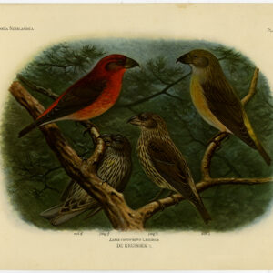 Rode Crossbill Loxia Curvirostra Plaat 379 Van Oort 1922