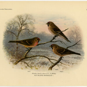 Minder Redpoll Acanthis Cabaret Plaat 370 Van Oort 1922