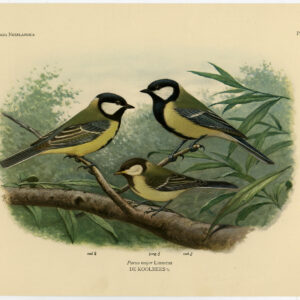 Koolmees Parus Major Plate 340 Van Oort 1922