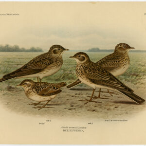 EuraziëAanse Skylark Alauda Arvensis Plaat 330 Van Oort 1922