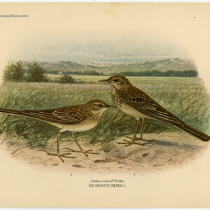 Richard'S Pipit Anthus Richardi Plaat 329 Van Oort 1922