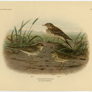 Weidepipit Anthus Pratensis Plaat 324 Van Oort 1922