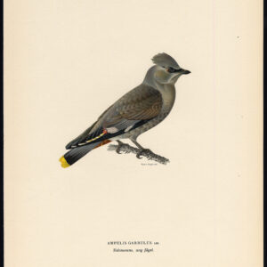 Bombycilla Garrulus Bohemian Waxwing Ii Von Wright 1917