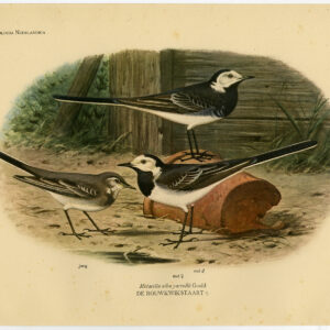 Pied Wagtail Motacilla Alba Yarellii Plaat 317 Van Oort 1922