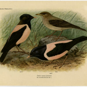 Rosy Starling Pastor Roseus Plaat 313 Van Oort 1922