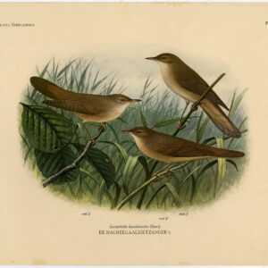 River Warbler Locustella Fluviatilis Plaat 311 Van Oort 1922